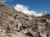 yaks